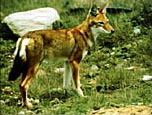 Ethiopsk vlk